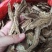 中药材木香保证质量新货统货支持平台交易