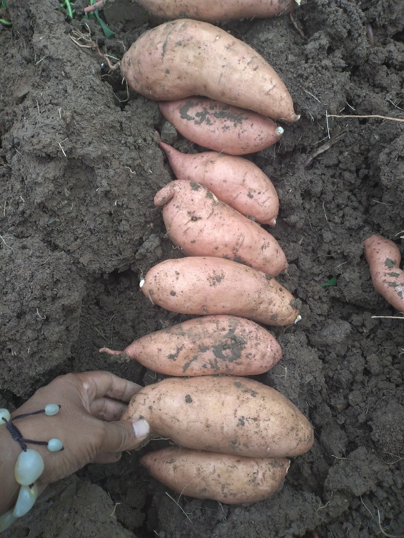 紅薯，红薯，红薯，红薯，红薯，红薯，红薯，红薯，红薯。