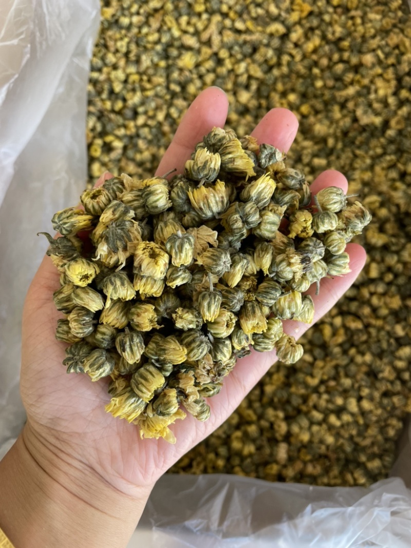 【产地直供】北京胎菊王胎菊米散装批发菊花茶花草茶