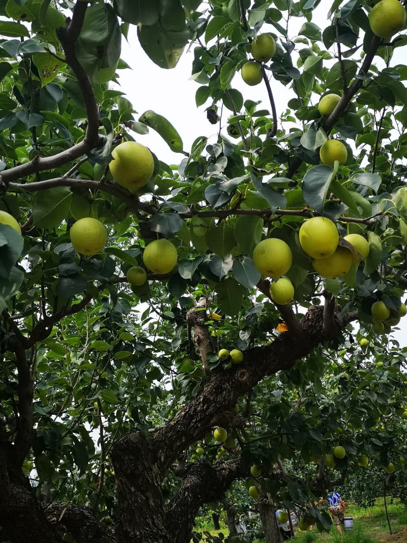 皇冠梨