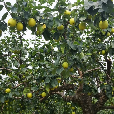 皇冠梨