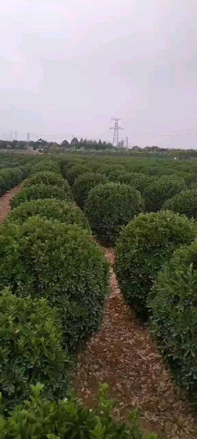 主营：精品大叶黄杨球黄杨柱黄杨苗各种规格黄杨