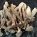 批发【鹿茸菇】一件10斤装，鹿茸菇足干，纸箱包装，
