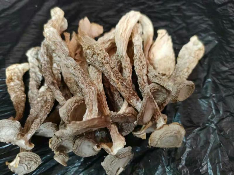 批发【鹿茸菇】一件10斤装，鹿茸菇足干，纸箱包装，