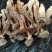 批发【鹿茸菇】一件10斤装，鹿茸菇足干，纸箱包装，