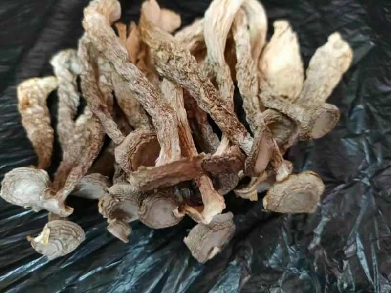 批发【鹿茸菇】一件10斤装，鹿茸菇足干，纸箱包装，