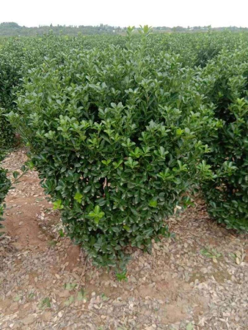 精品大叶黄杨球，黄杨柱，黄杨苗，大量供应