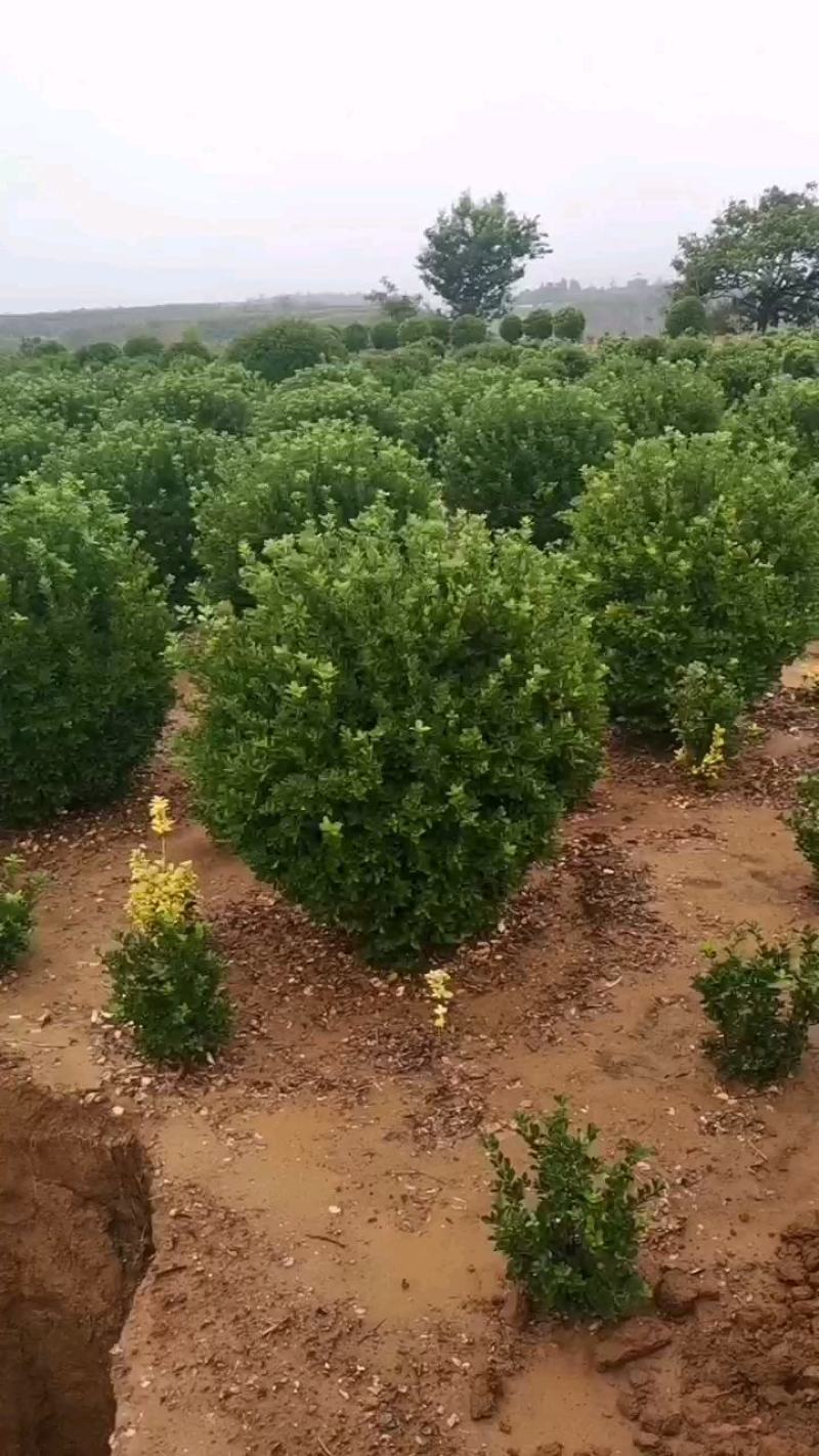 精品大叶黄杨球，黄杨柱，黄杨苗，大量供应