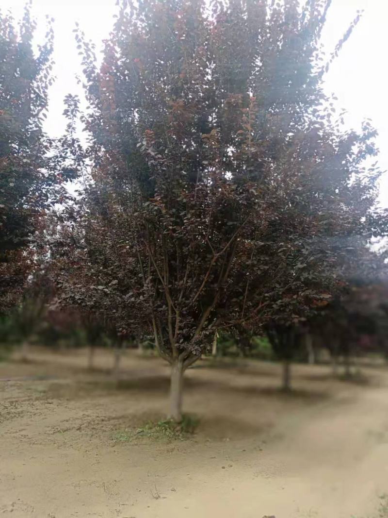 红叶李，紫叶李基地，8—15公分规格，棵棵精品，地头装车