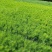 营养带油松苗高度30起步量大一手货源量大从优服务周到欢迎