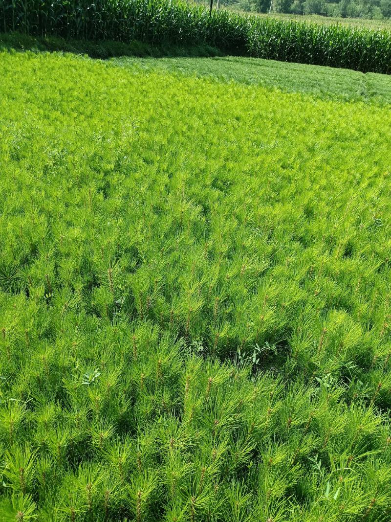 营养带油松苗高度30起步量大一手货源量大从优服务周到欢迎