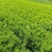 营养带油松苗高度30起步量大一手货源量大从优服务周到欢迎