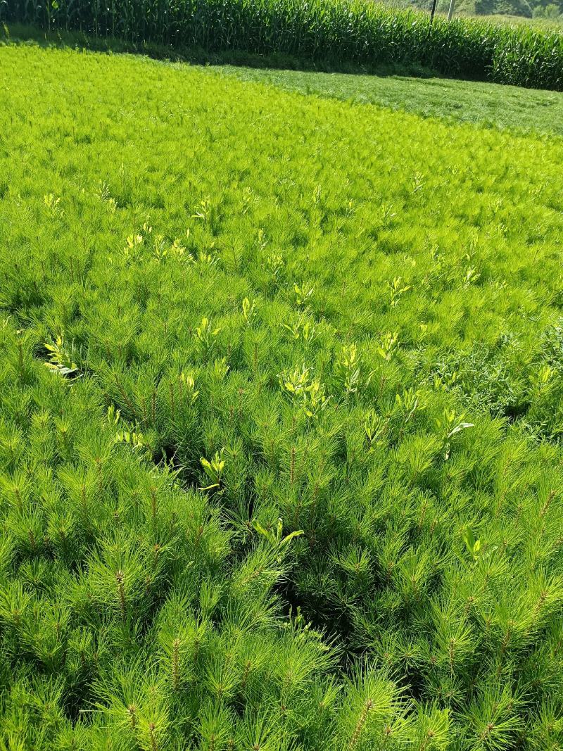 营养带油松苗高度30起步量大一手货源量大从优服务周到欢迎