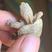 湖北荆州精品草龟苗大量上市少量精品变异龟苗