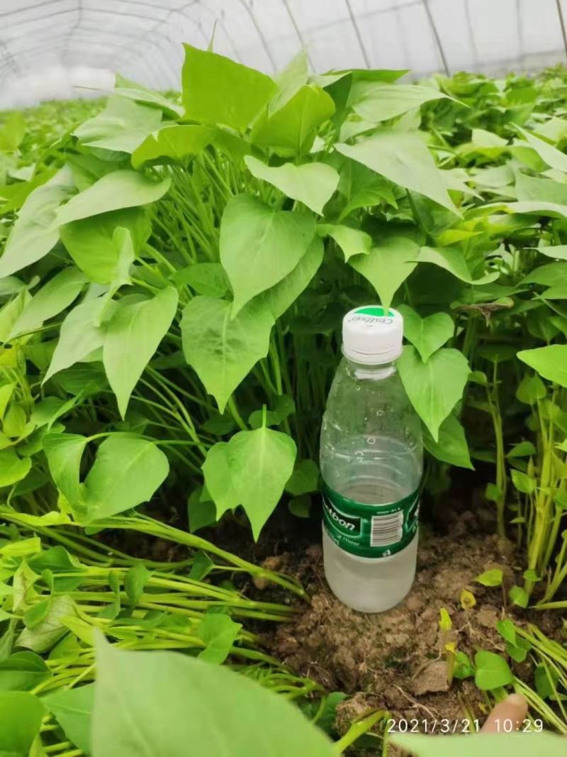 本地龙薯九号现已大量上市，支持一件代发，欢迎选购。