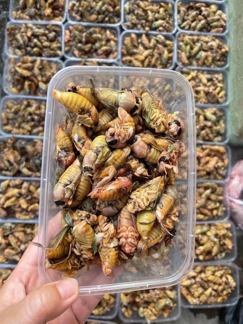 灵宝杜仲小金蝉/白蝉