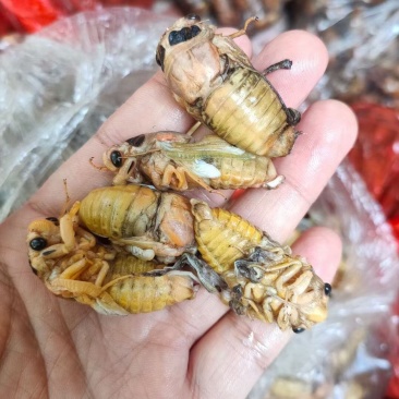灵宝杜仲小金蝉/白蝉