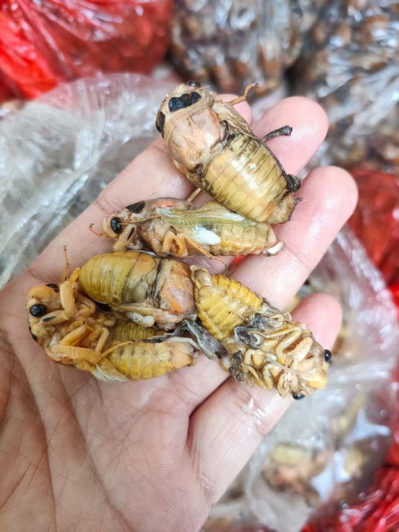 灵宝杜仲小金蝉/白蝉
