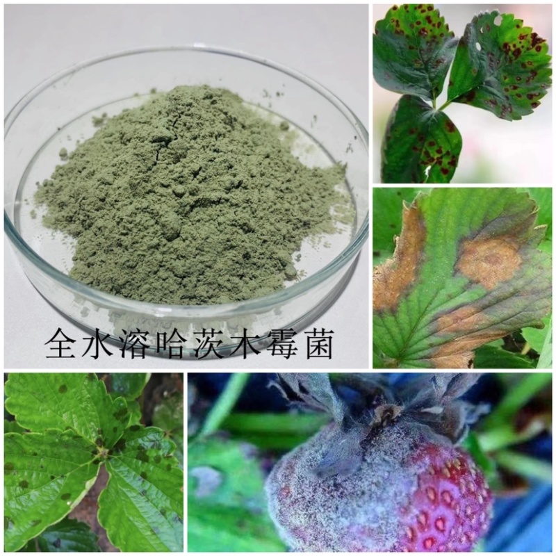 哈茨木霉菌，全水溶有效活菌数10亿每克，预防真菌性病害