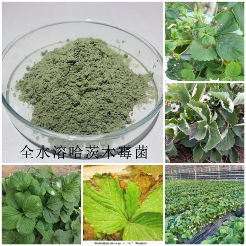 哈茨木霉菌，全水溶有效活菌数10亿每克，预防真菌性病害