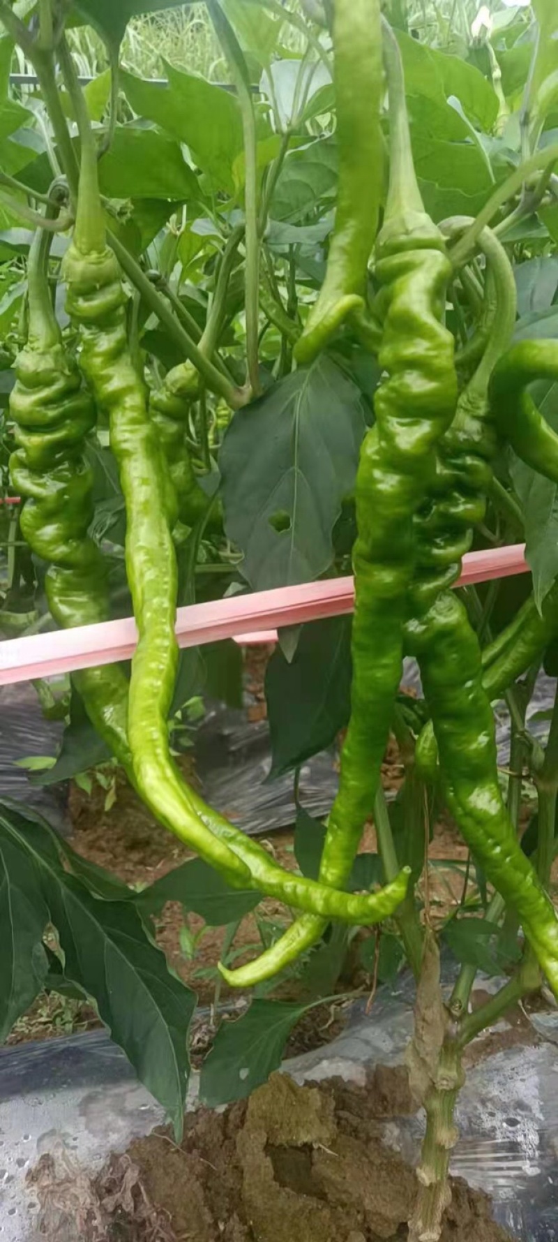湖南湘西大量高山螺丝辣椒