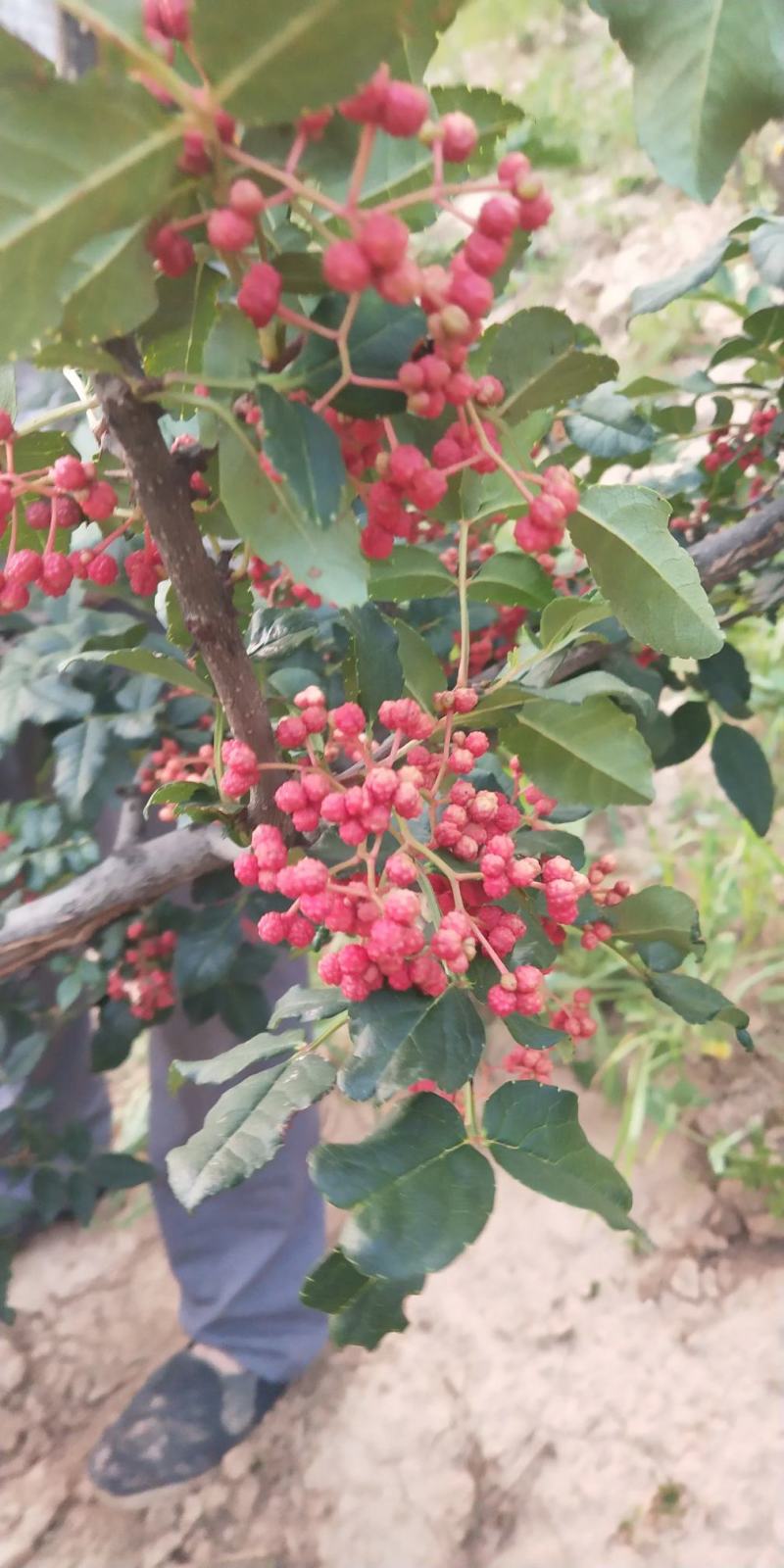 花椒