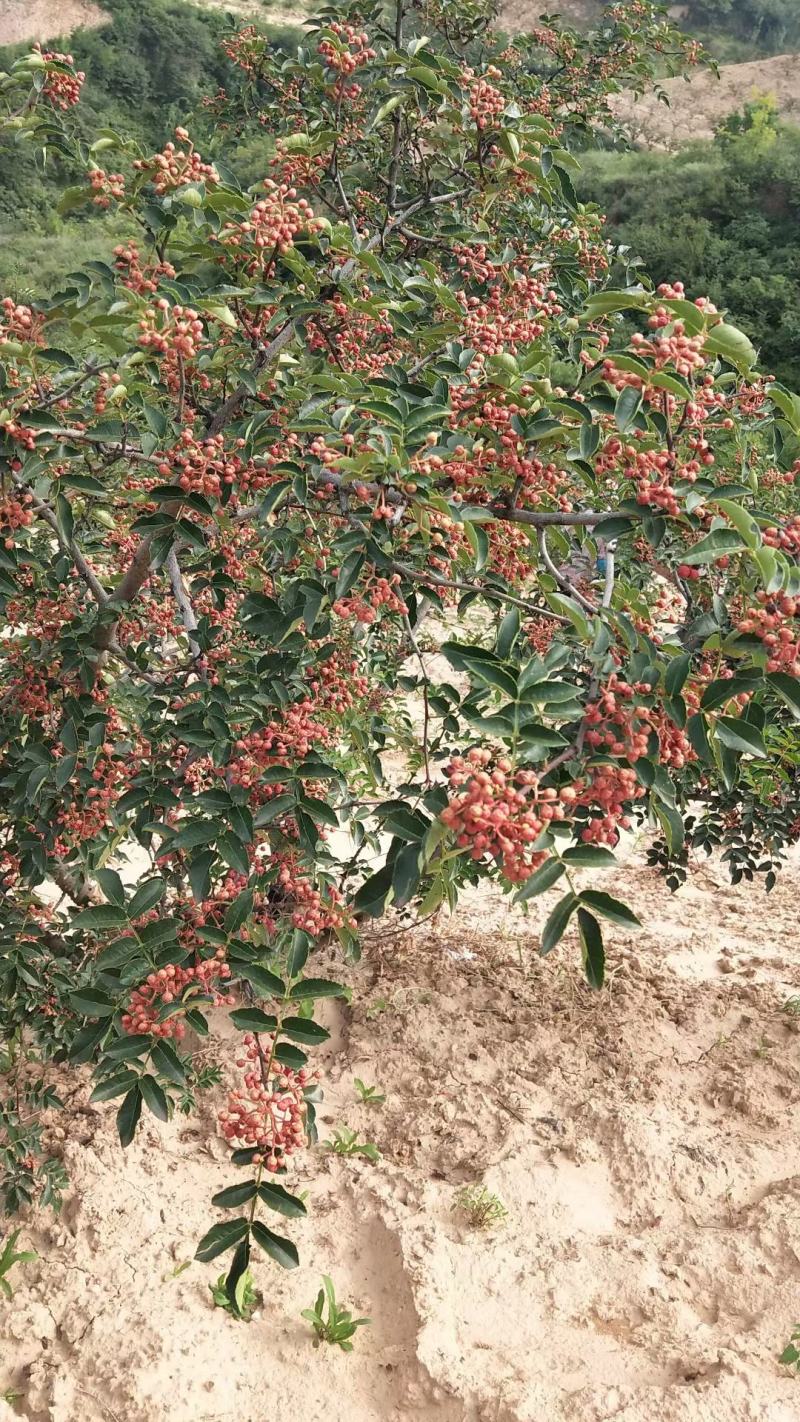 花椒