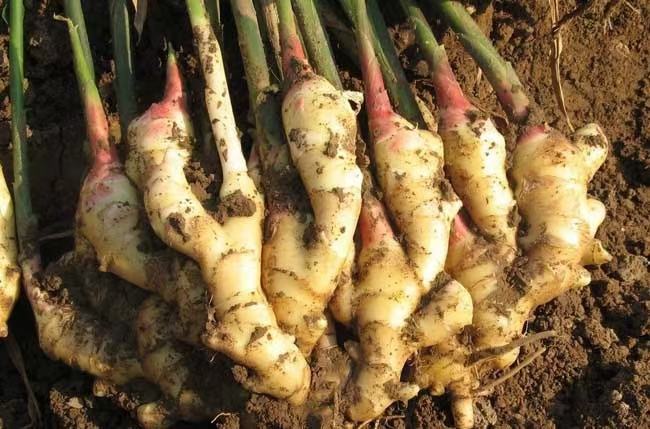 大黄姜块茎膨大期进行叶面喷施钾肥 大黄姜块茎膨大期施肥操作