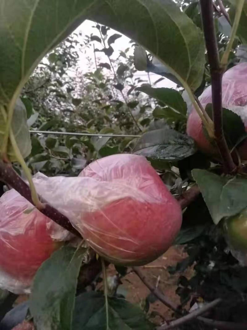 美八苹果产地，大量供应，果园现摘全天有货口感脆甜量大从优