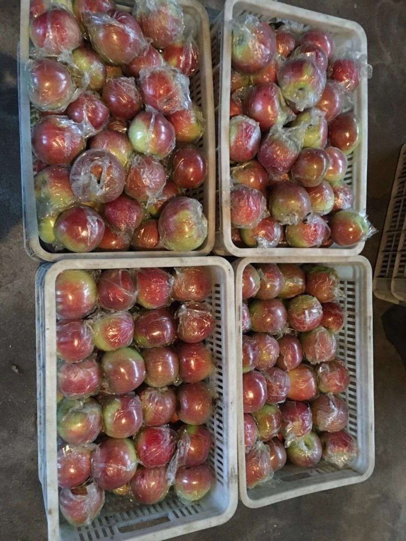 美八苹果产地，大量供应，果园现摘全天有货口感脆甜量大从优