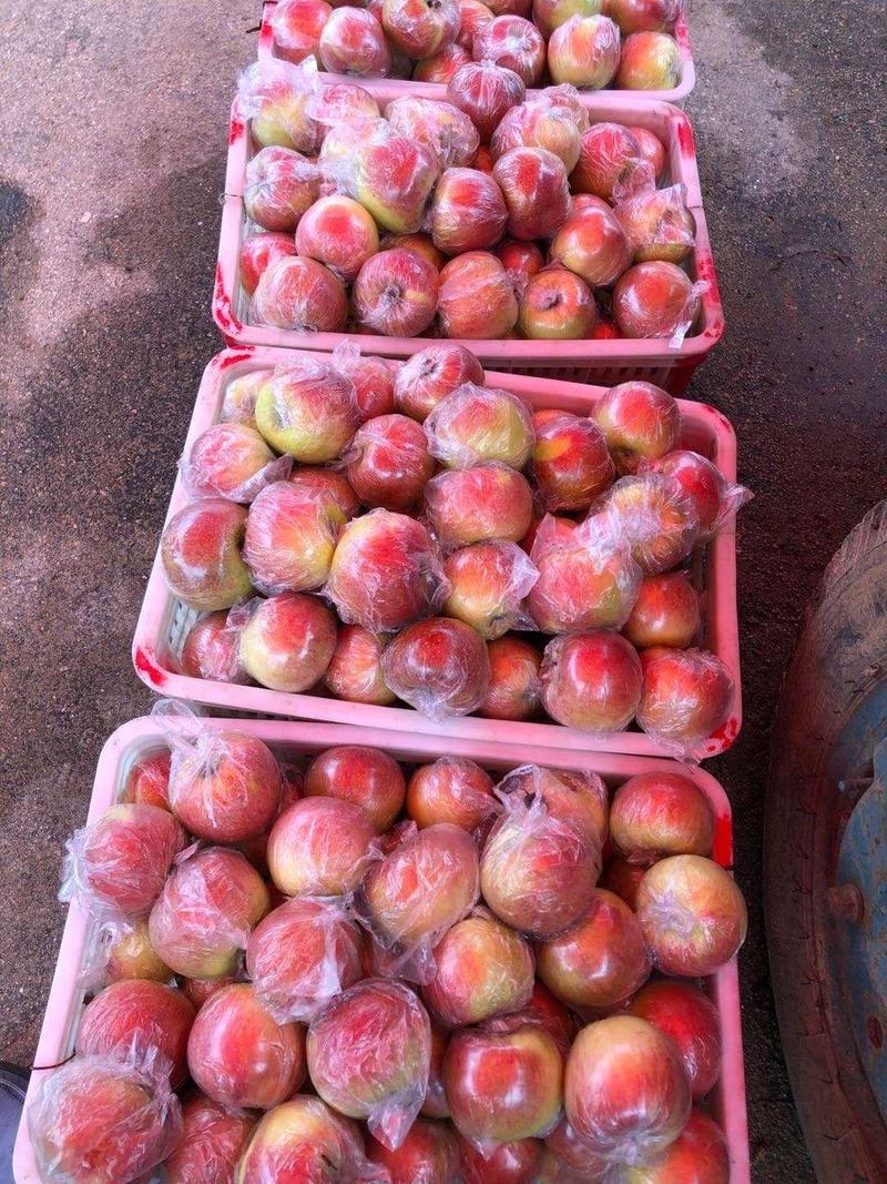 美八苹果产地，大量供应，果园现摘全天有货口感脆甜量大从优