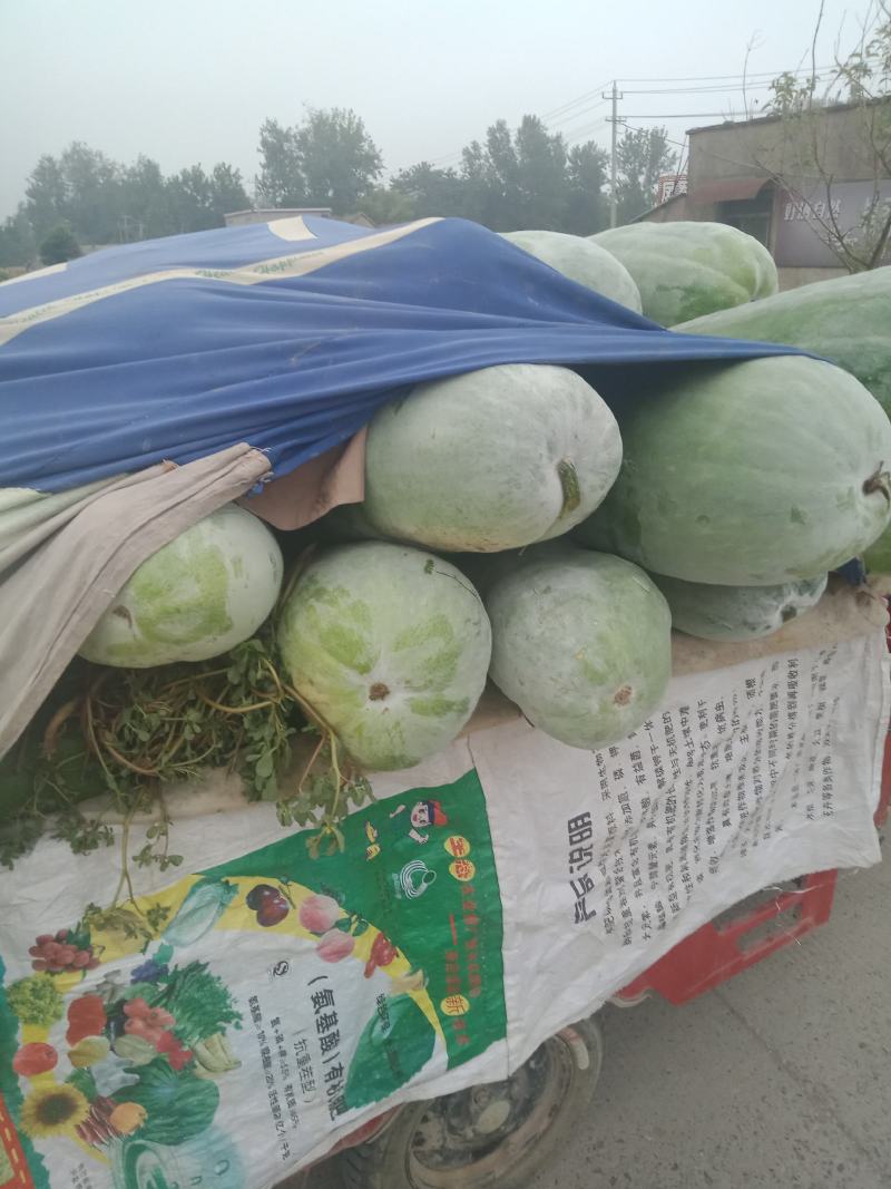 白皮冬瓜大量上市，多个品种可选