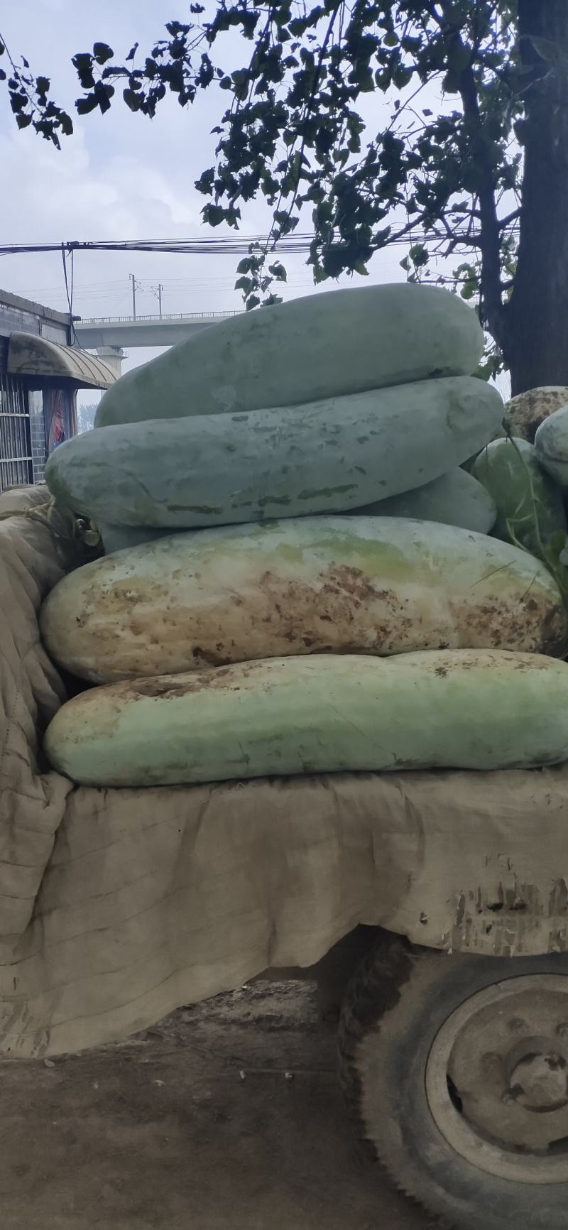 白皮冬瓜大量上市，多个品种可选