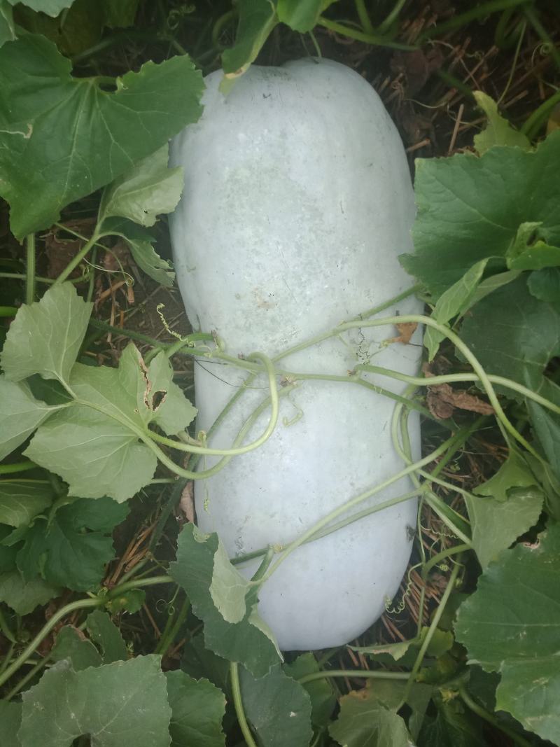 白皮冬瓜大量上市，多个品种可选