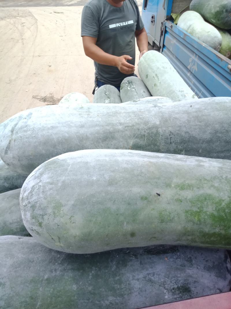 白皮冬瓜大量上市，多个品种可选