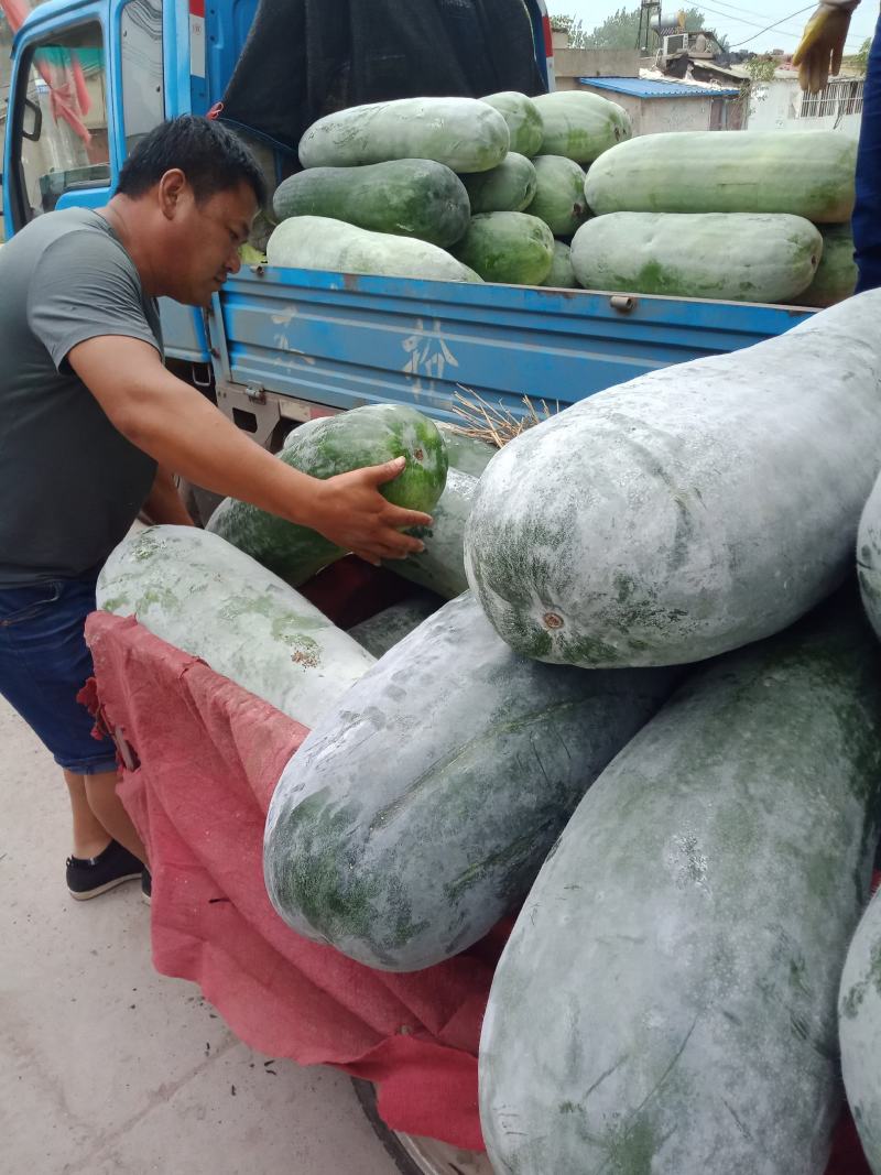 白皮冬瓜大量上市，多个品种可选