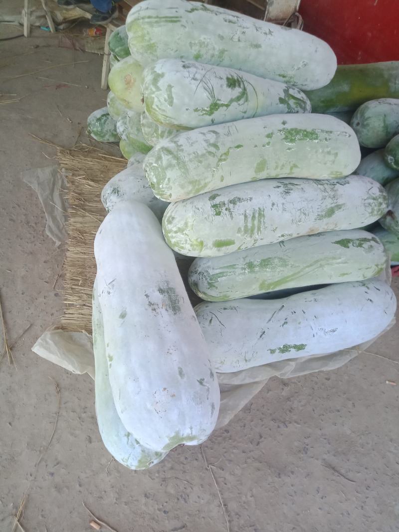 白皮冬瓜大量上市，多个品种可选