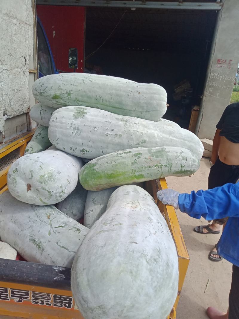 白皮冬瓜大量上市，多个品种可选