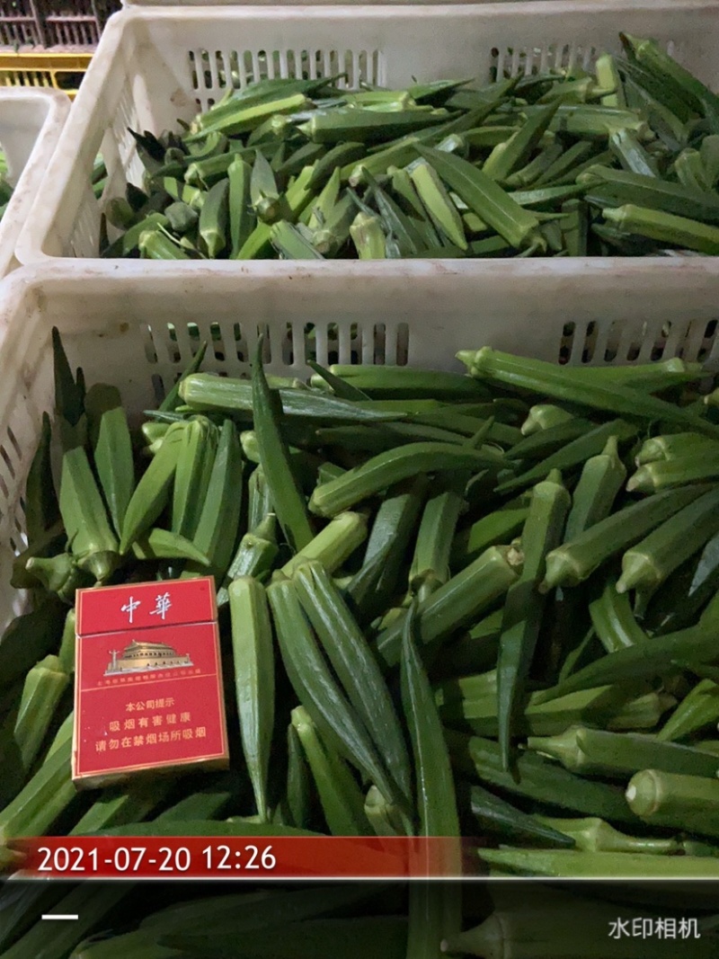 水果黄秋葵苗，带土成活率高，产量高，支持全国发货