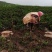 云南高原山地精品土豆青薯9号产地直供现挖现发全国发货