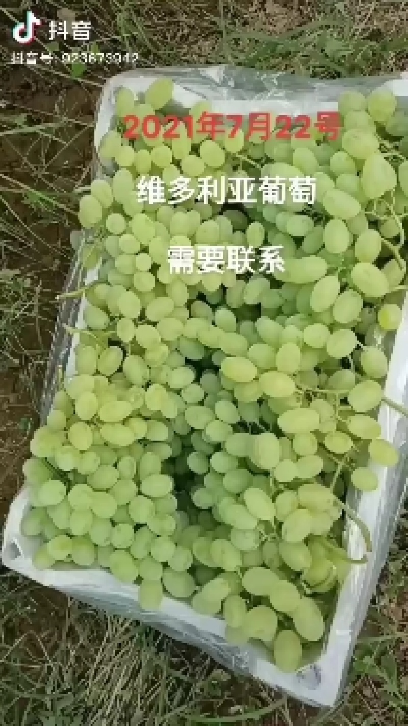 青提