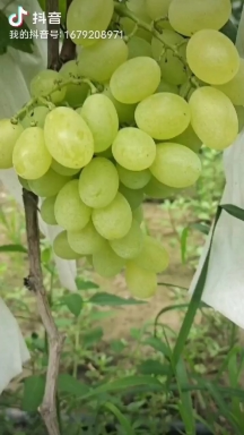 青提