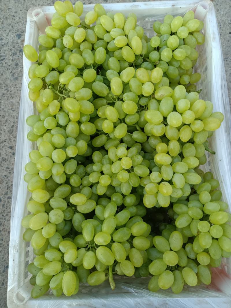 青提
