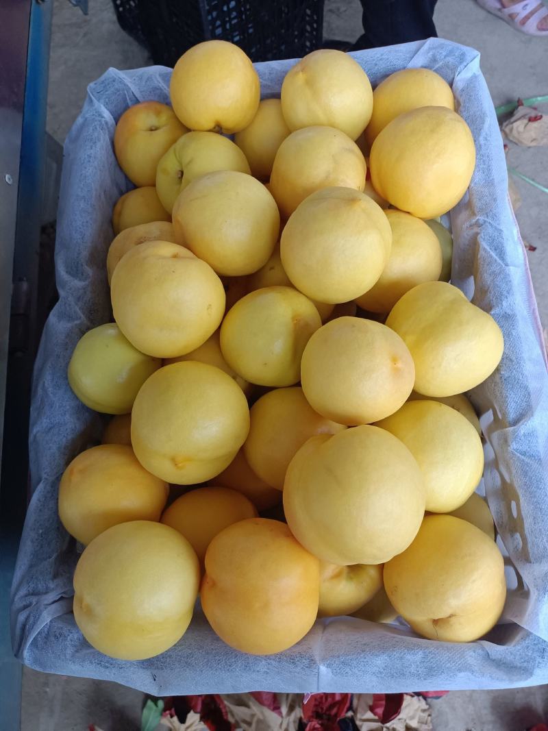 黄桃