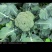 西蓝花，中熟，耐寒。抗病，厚实，，单球300克左右
