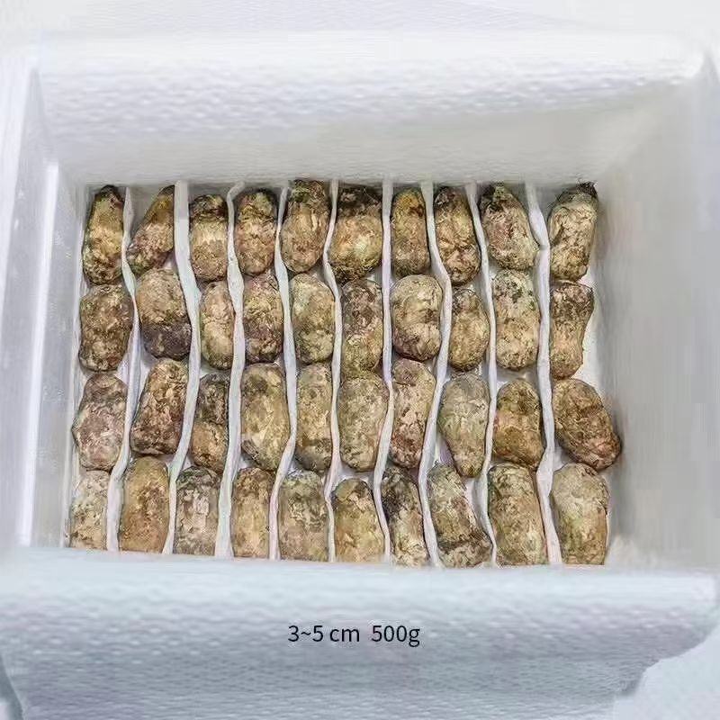 甘孜阿坝松茸