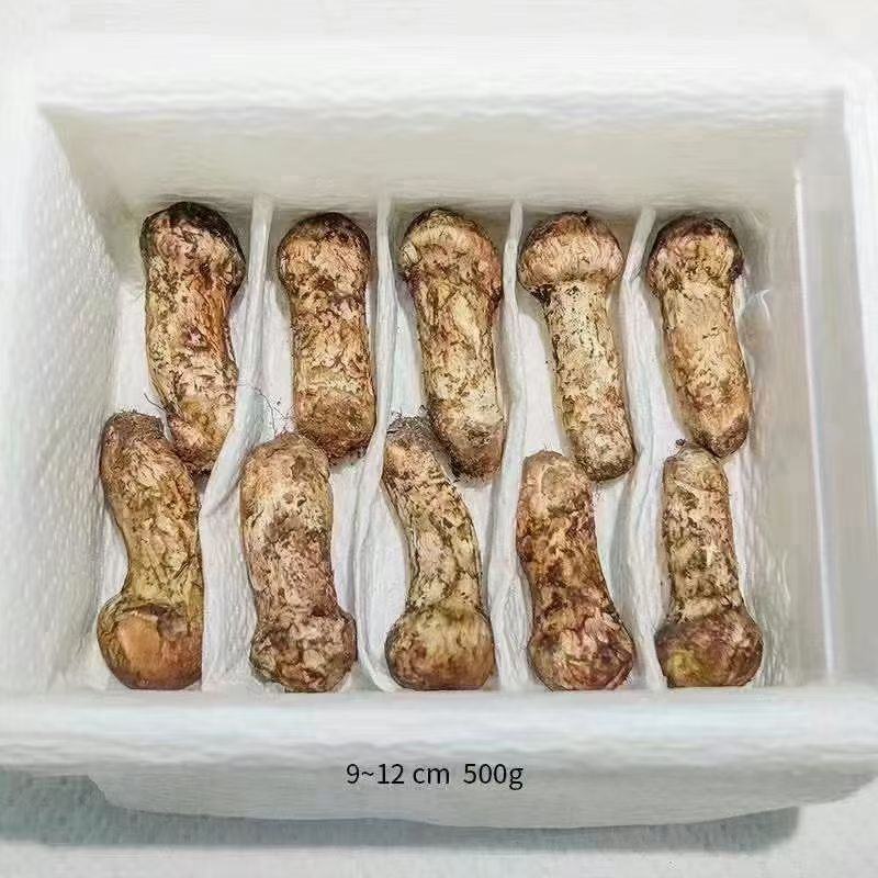 甘孜阿坝松茸