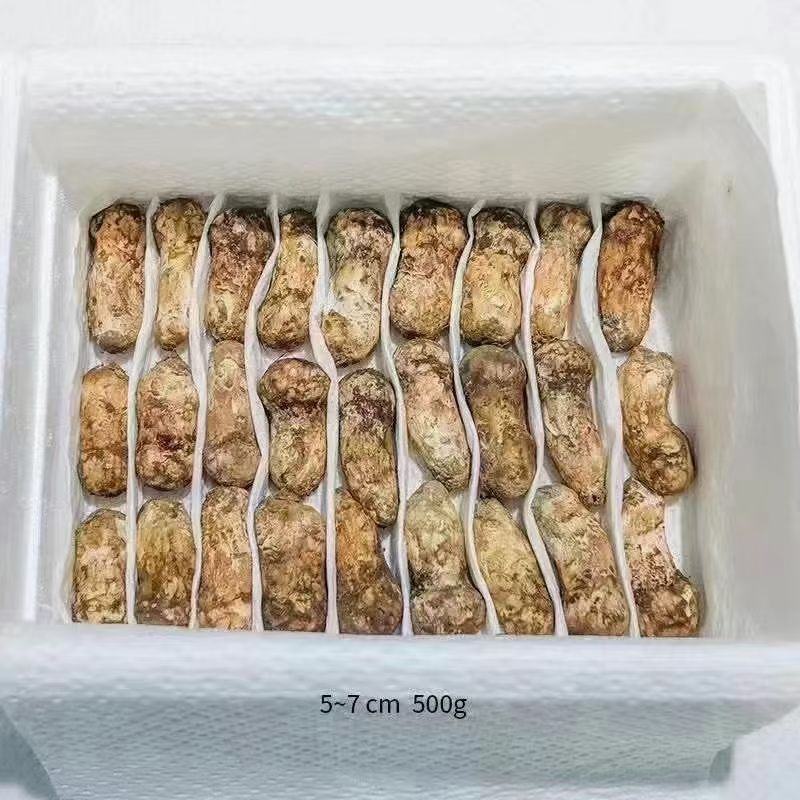 甘孜阿坝松茸