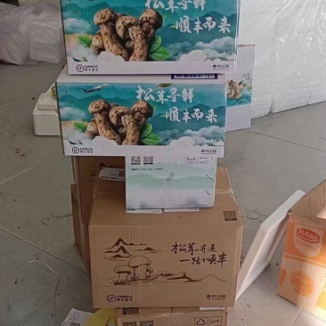 甘孜阿坝松茸