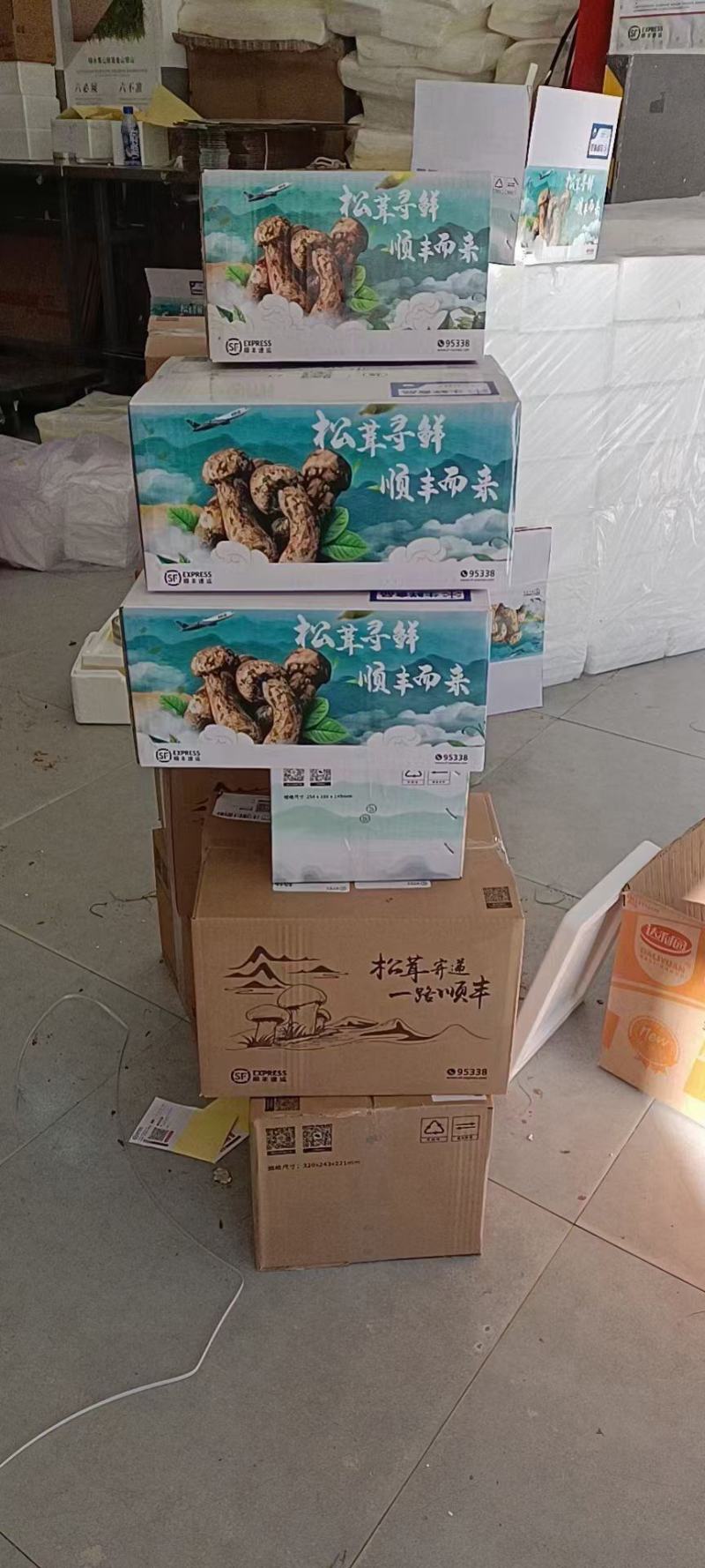 甘孜阿坝松茸